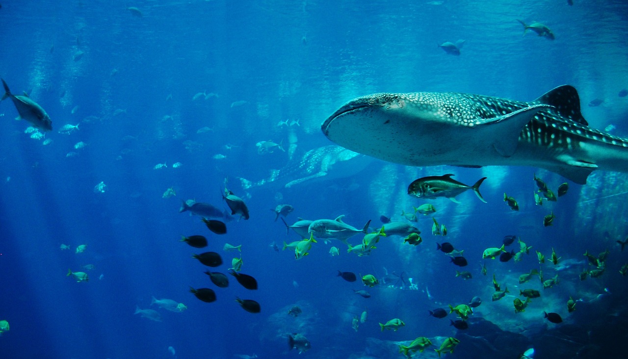 The Objective to Census the Population of the Whale Sharks