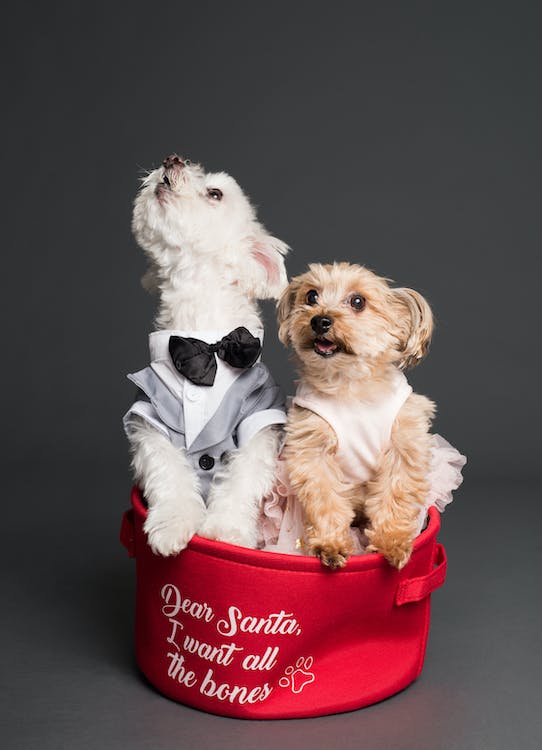 Cute Engagement Photo Ideas With Dogs